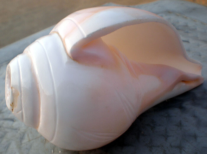 Blowing Conch Shell 5.5