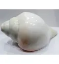 Large Blowing Conch Shell / Shankh 8\"+