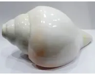 Large Blowing Conch Shell / Shankh 8"+