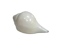 Large Blowing Conch Shell / Shankh 7.5"+