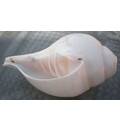 Blowing Conch Shell 6.5\"+