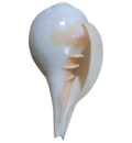 Blowing Conch Shell / Shankh 7.2\"+