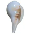 Blowing Conch Shell / Shankh 7.2\"+