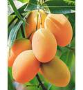 Mango Essential Oil Natural & Pure -- 10 Gram Bottle
