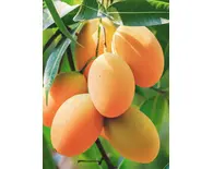 Mango Essential Oil Natural & Pure -- 10 Gram Bottle