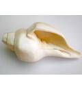 Large Blowing Conch Shell (9\") -- Architectured