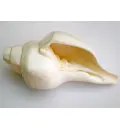 Large Blowing Conch Shell (9\") -- Architectured