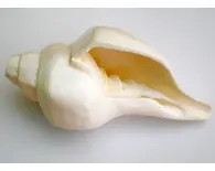 Large Blowing Conch Shell (9") -- Architectured