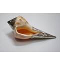 Lakshmi Bathing Conch Shell 6.5\" With \"German Silver\" Decoration