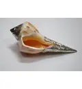 Lakshmi Bathing Conch Shell 6.5\" With \"German Silver\" Decoration