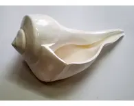 Large Lakshmi Bathing Conch Shell 9"