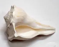 Lakshmi Shankh / Bathing Conch Shell 4.5"