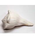 Lakshmi Shankh / Bathing Conch Shell 4.5\"