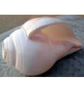 Blowing Conch Shell 5.5\"+