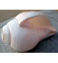 Blowing Conch Shell 5.5\"+