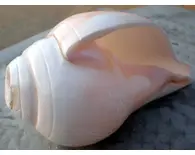 Blowing Conch Shell 5.5"+